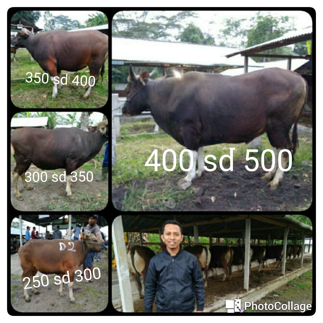 0858 4578 4115 Jual Hewan Qurban Siap Kirim Ke Tebet Jaksel
