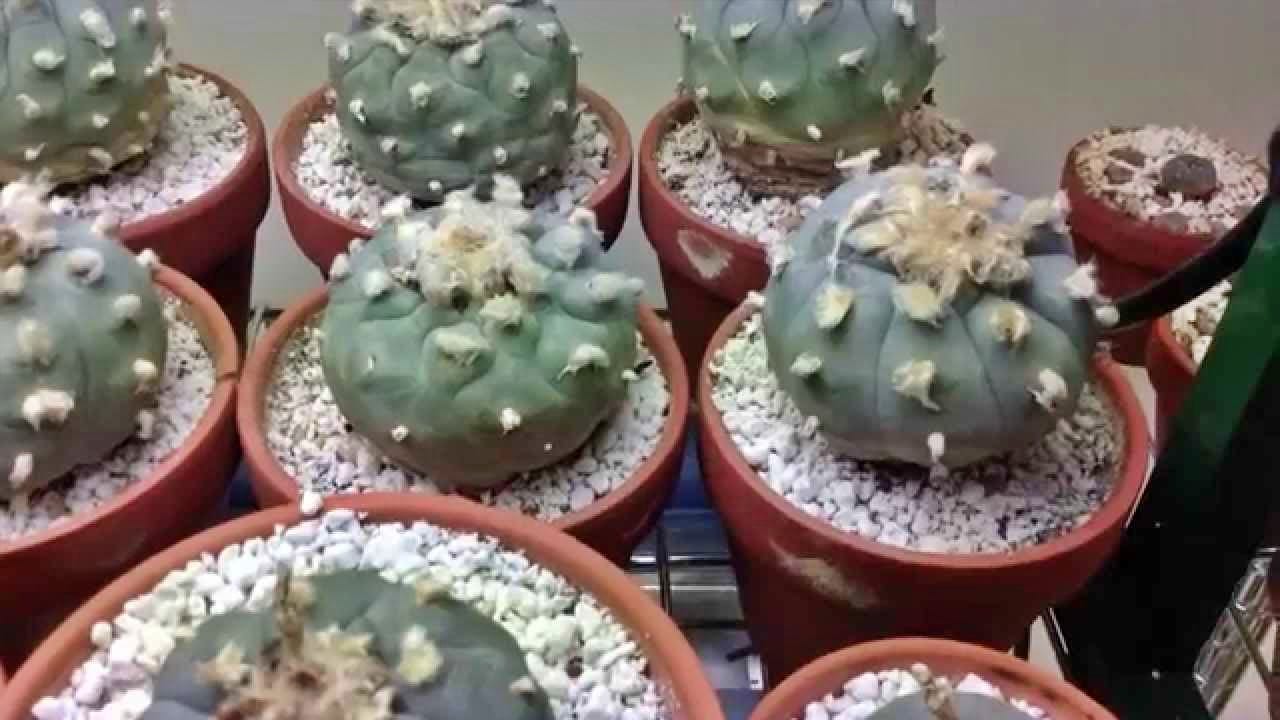 Diy Psychedelics Why Grow And Prepare Your Own Plant Medicine By Jerry Toth Medium