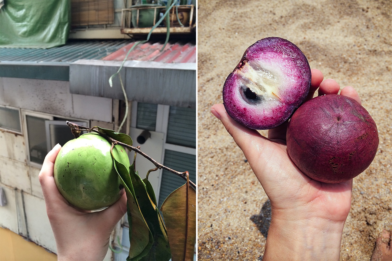 Vietnam Is A Fruit Lover S Paradise By Travelustme Medium