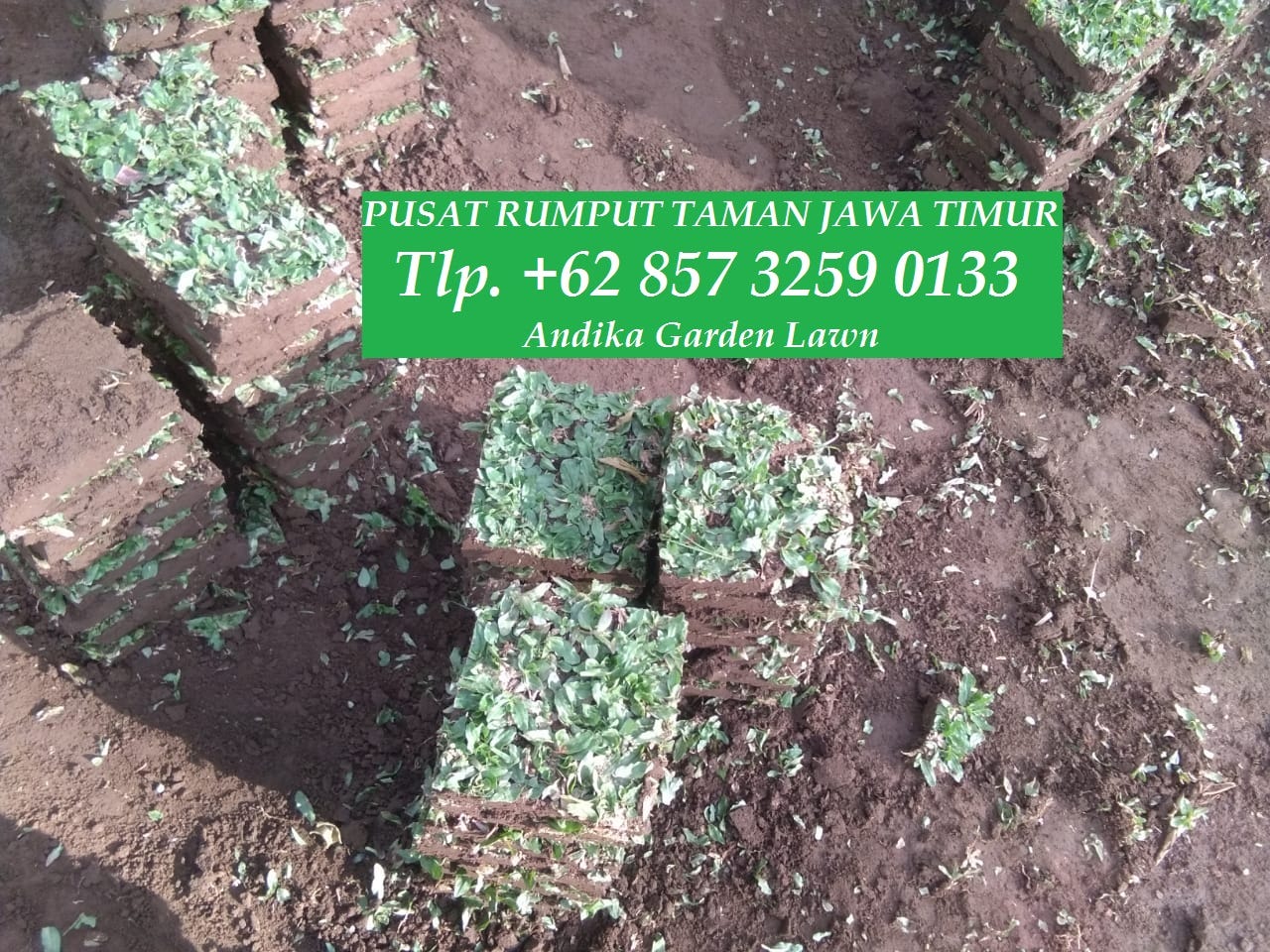Harga Rumput Taman Surabaya Tlp 62 85732590133 Harga