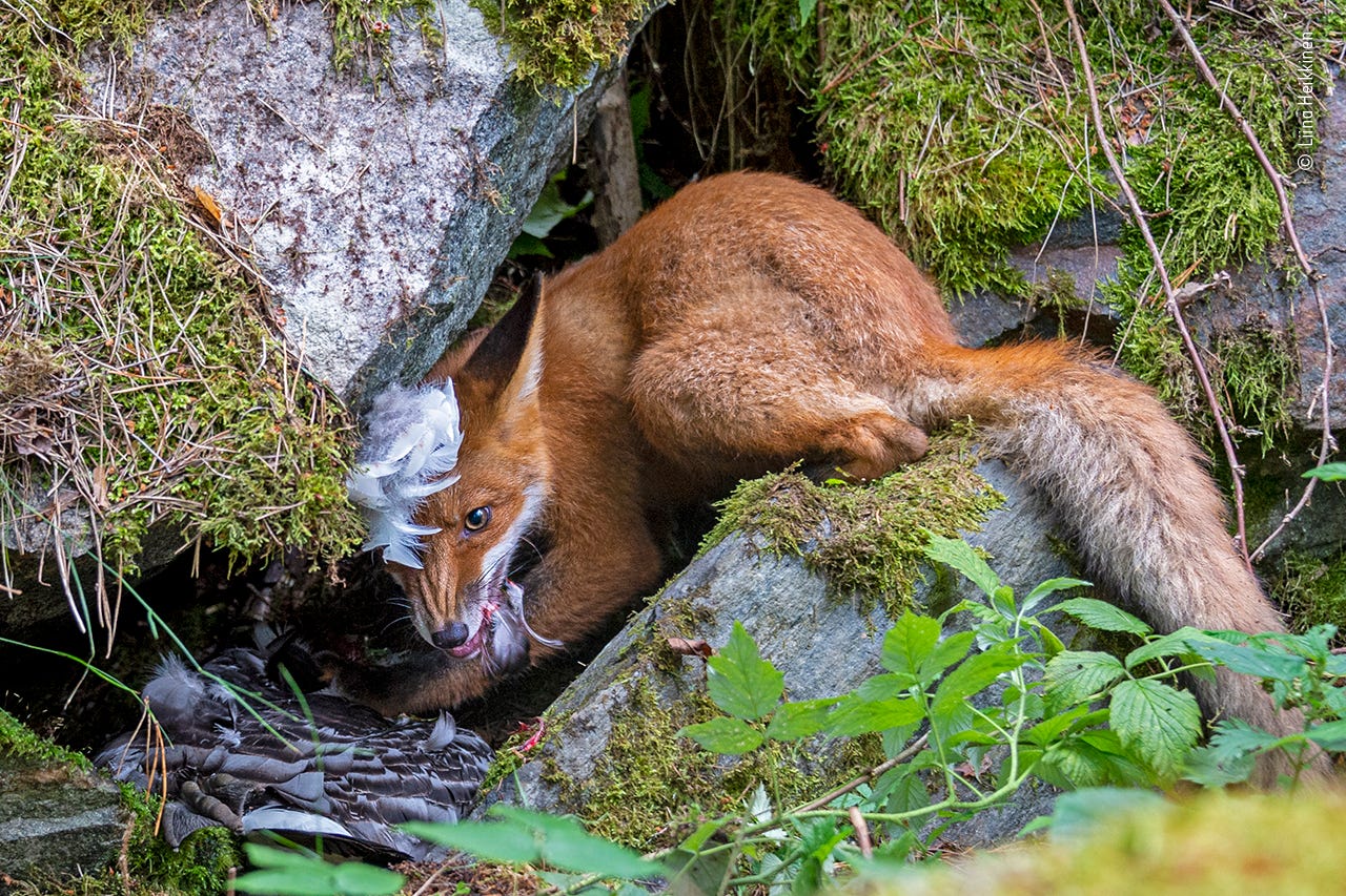 A fox ducks under a rock while chowing down on a goose, face contorted in the glee of a good meal