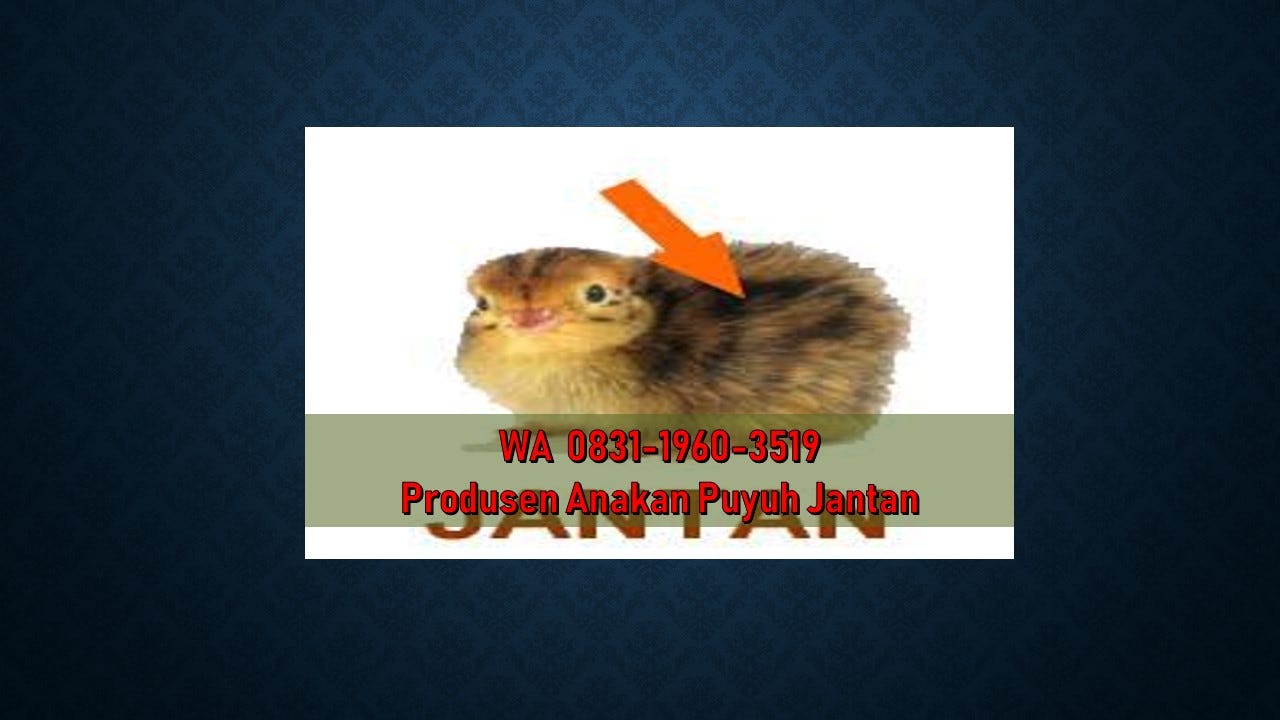 Wa 0831 1960 3519 Agen Puyuh Jantan Di Malang Faidhil Fiqri