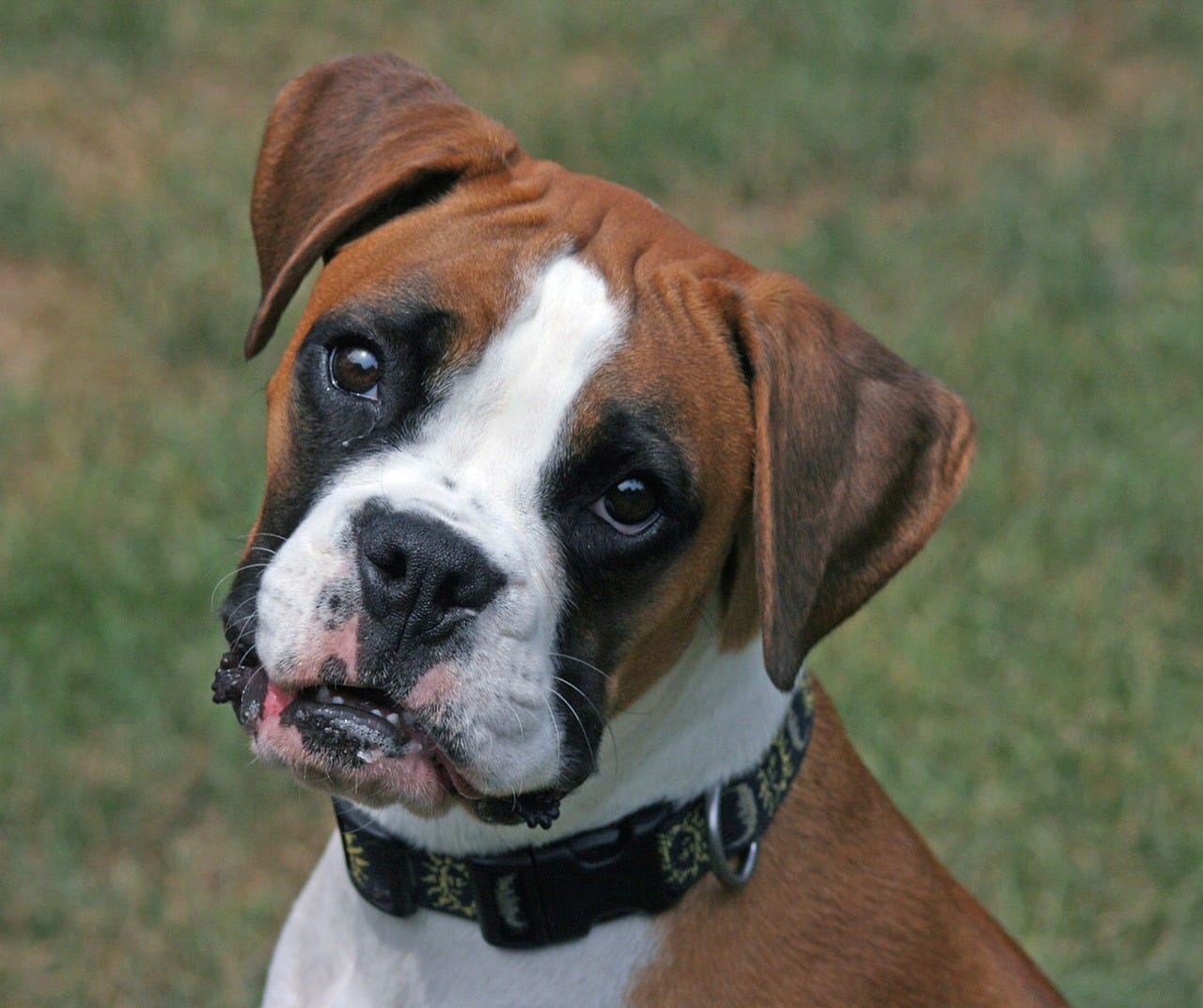Keeping Your Dog Entertained With Dog Toys I Love Pets Medium