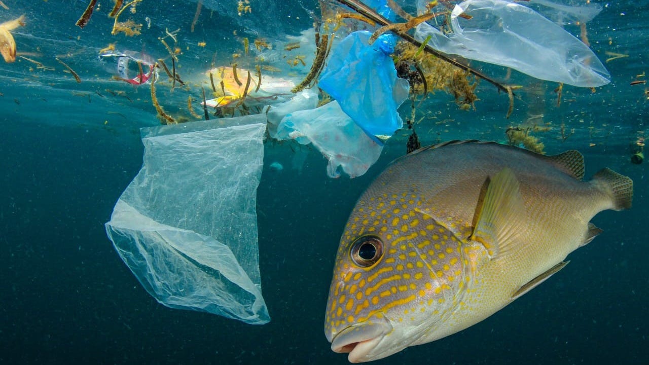Bikin Merinding Fakta Fenomenal Tentang Sampah Plastik Di