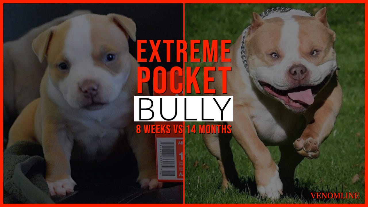 View Exotic Bully Puppies For Sale In Florida PNG