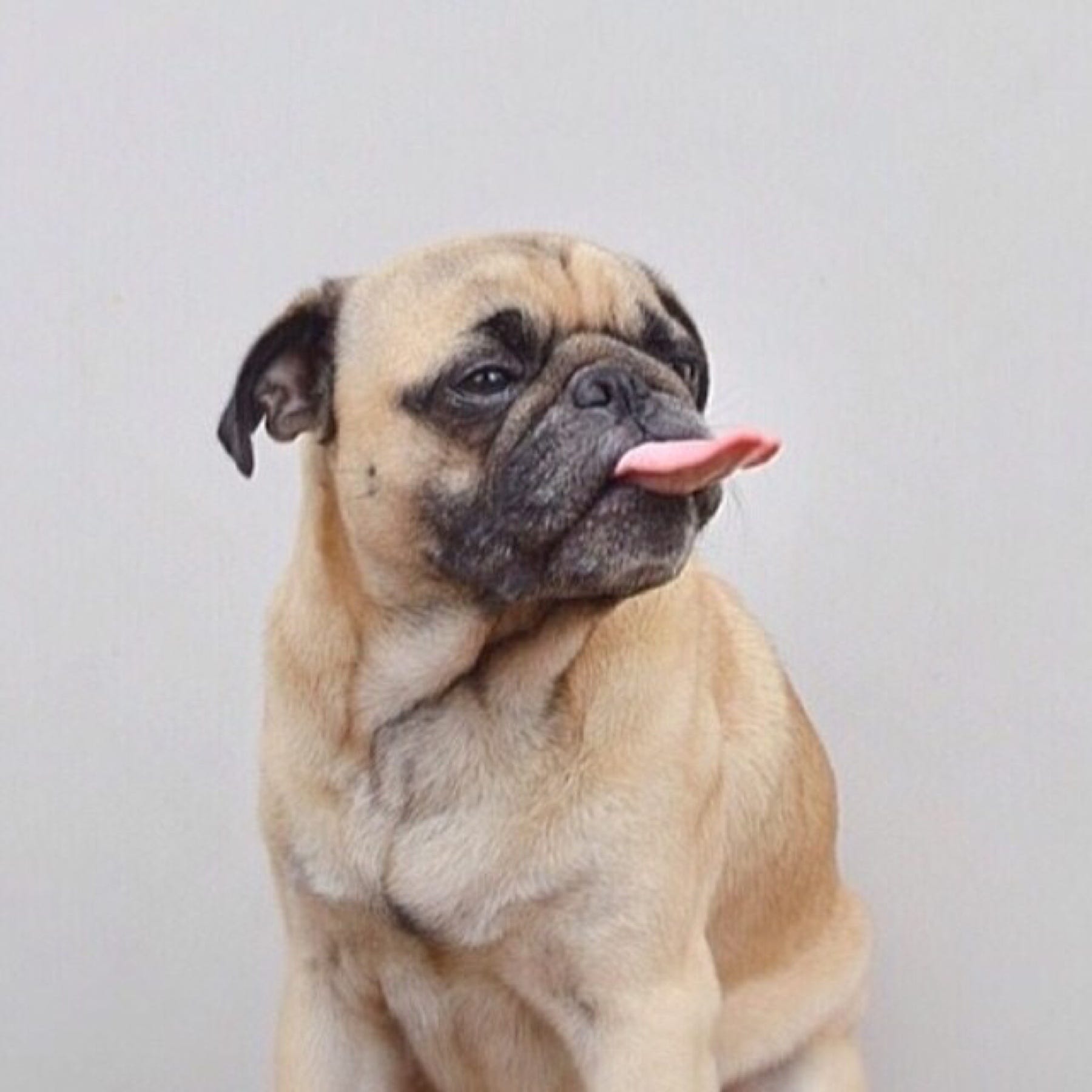 pug with long tongue