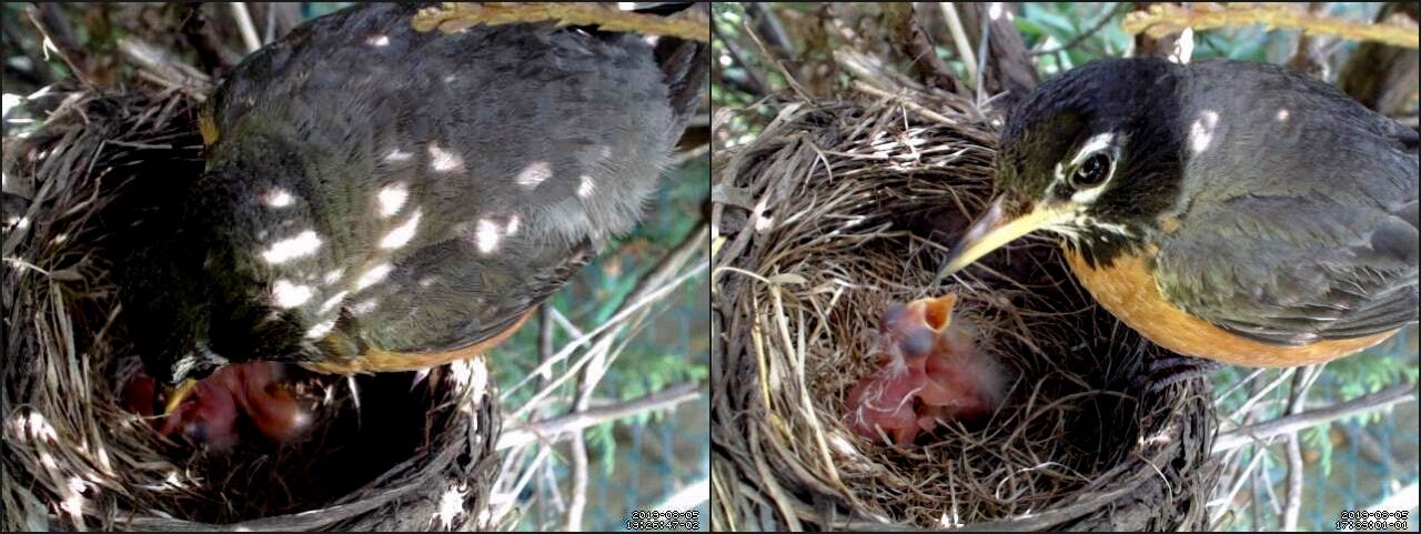 raspberry pi bird camera