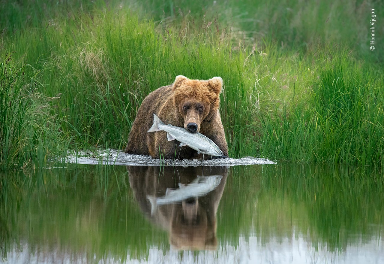 A bear at the edge of a still lake with green grass behind her, with a large silver fish in her mouth and a reflection below