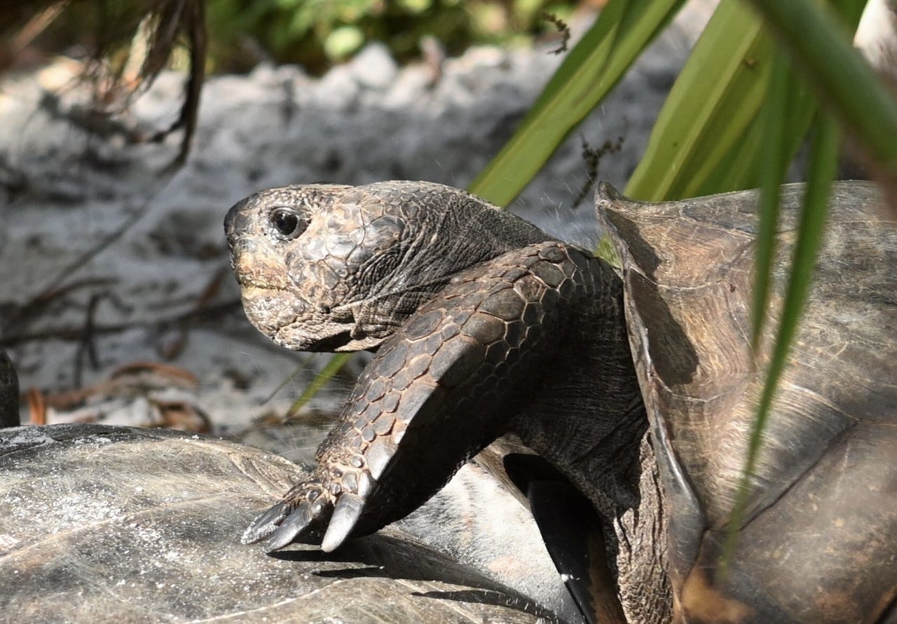 The Day I Saw A Gopher Tortoise Fight By John Dean Dean S List Medium