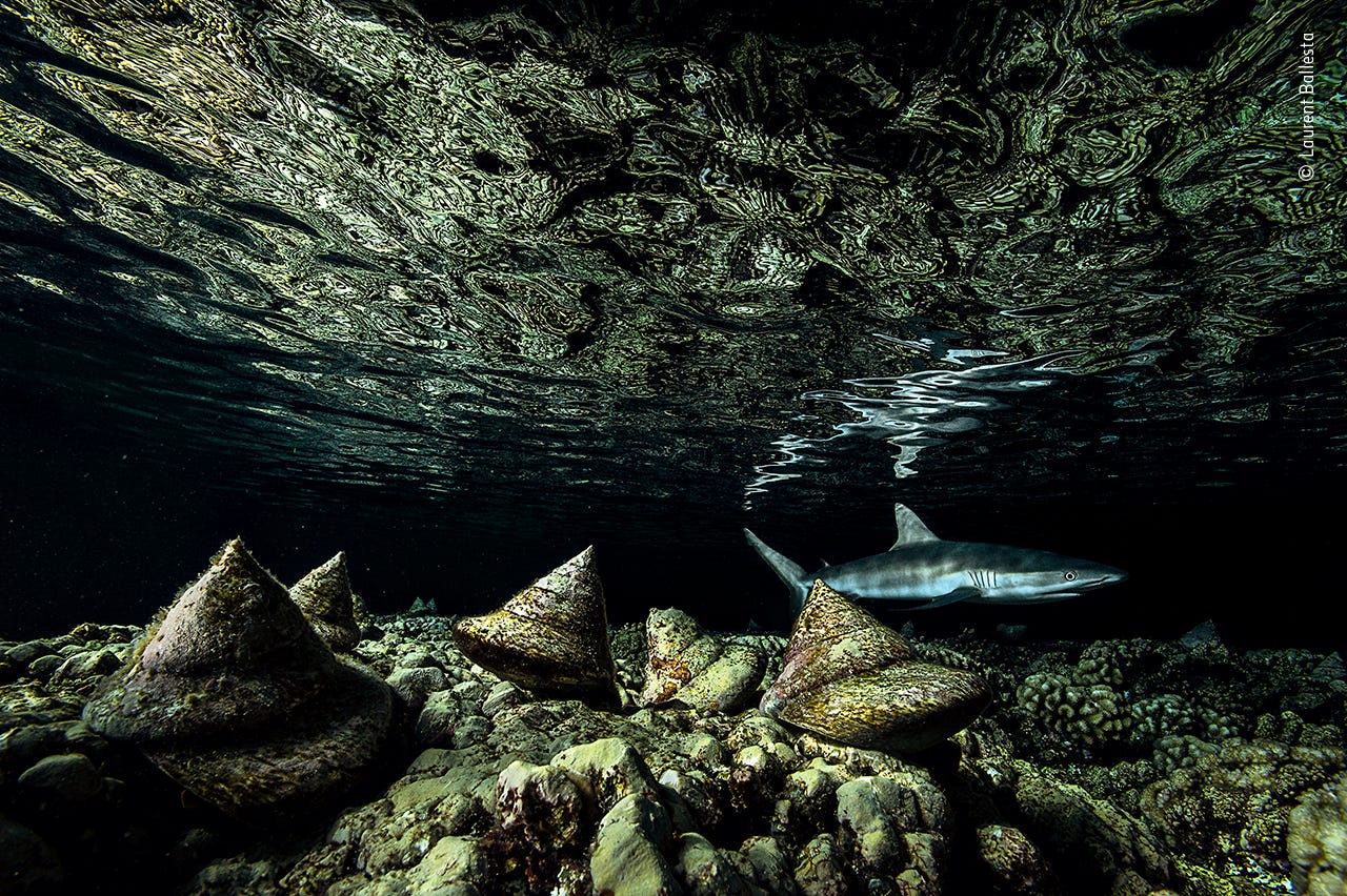 An underwater photo of a shark swimming in a dark green and black reef full of pyramid like shell structures