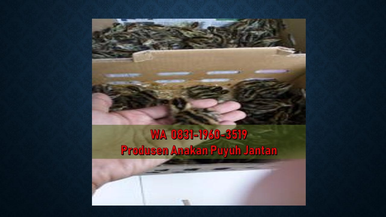Wa 0831 1960 3519 Agen Anakan Puyuh Jantan Di Papua