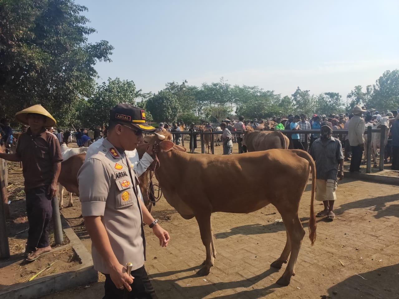 Pasar Hewan Kabupaten Lumajang Ternyata Pasar Hewan Terbesar Yang
