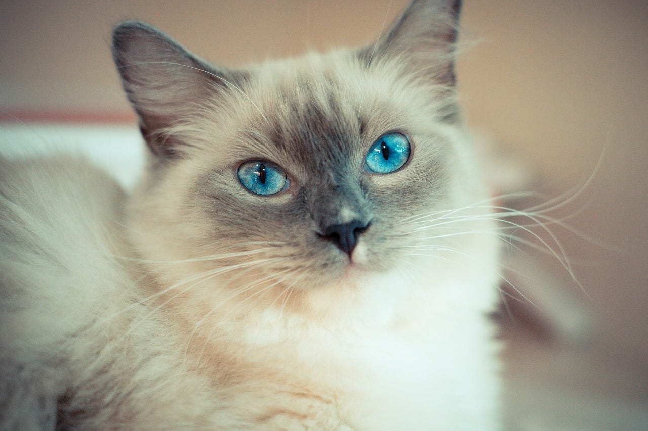 ragdoll hypoallergenic