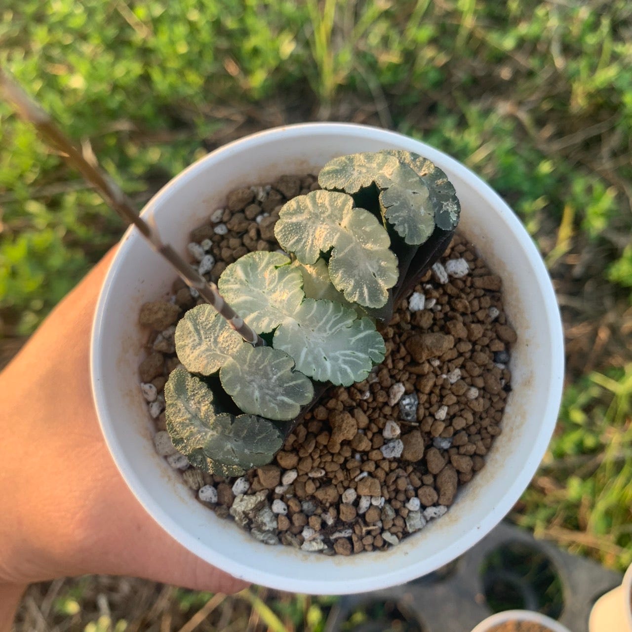 多肉植物 台灣不流行的植物卻正好是台灣的強項 前言 By Roger Wang 理工肉的多肉小百科 Medium 多肉植物 台灣不流行的植物卻正好是台灣的強項 前言 By Roger Wang 理工肉的多肉小百科 Medium