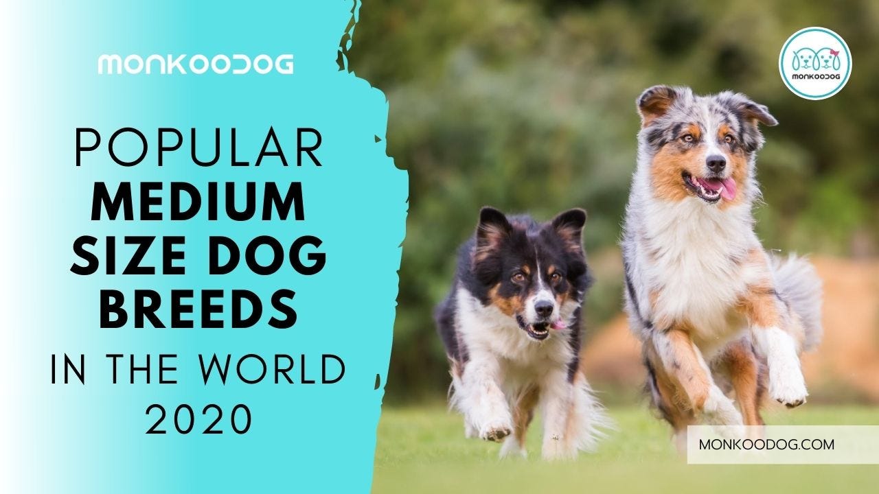 best medium dog breeds
