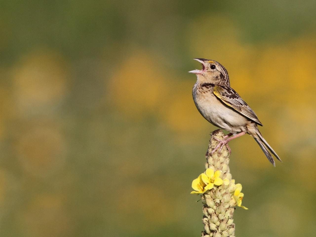 The Lone Prairie Grassland Birds and Habitat Monitoring