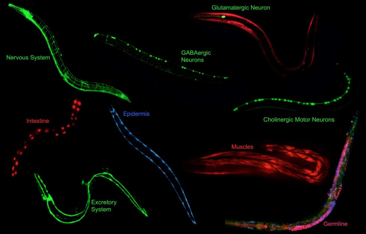 Volumetric 3D Reconstruction of Tissues in C. elegans: Part 1 | by