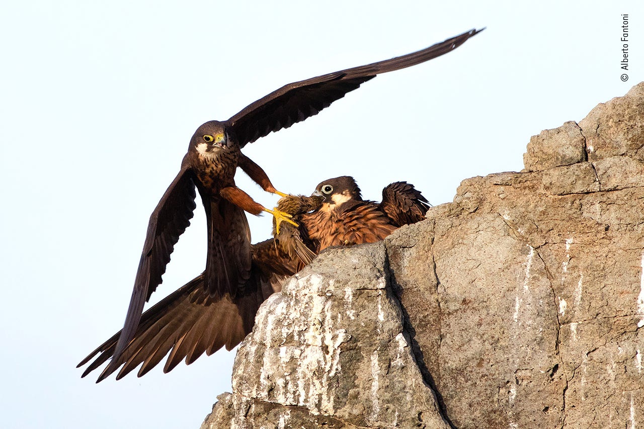 A photograph of a bird of prey just landing at his nest and dropping off a small songbird for his mate