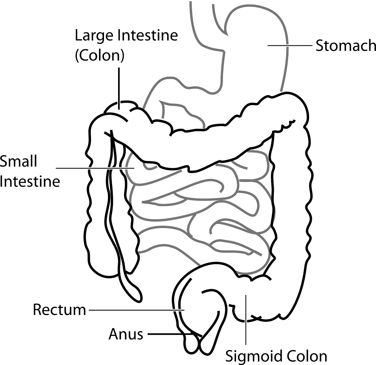 Enzymes And The Digestive Health. Enzymes important function is to aid