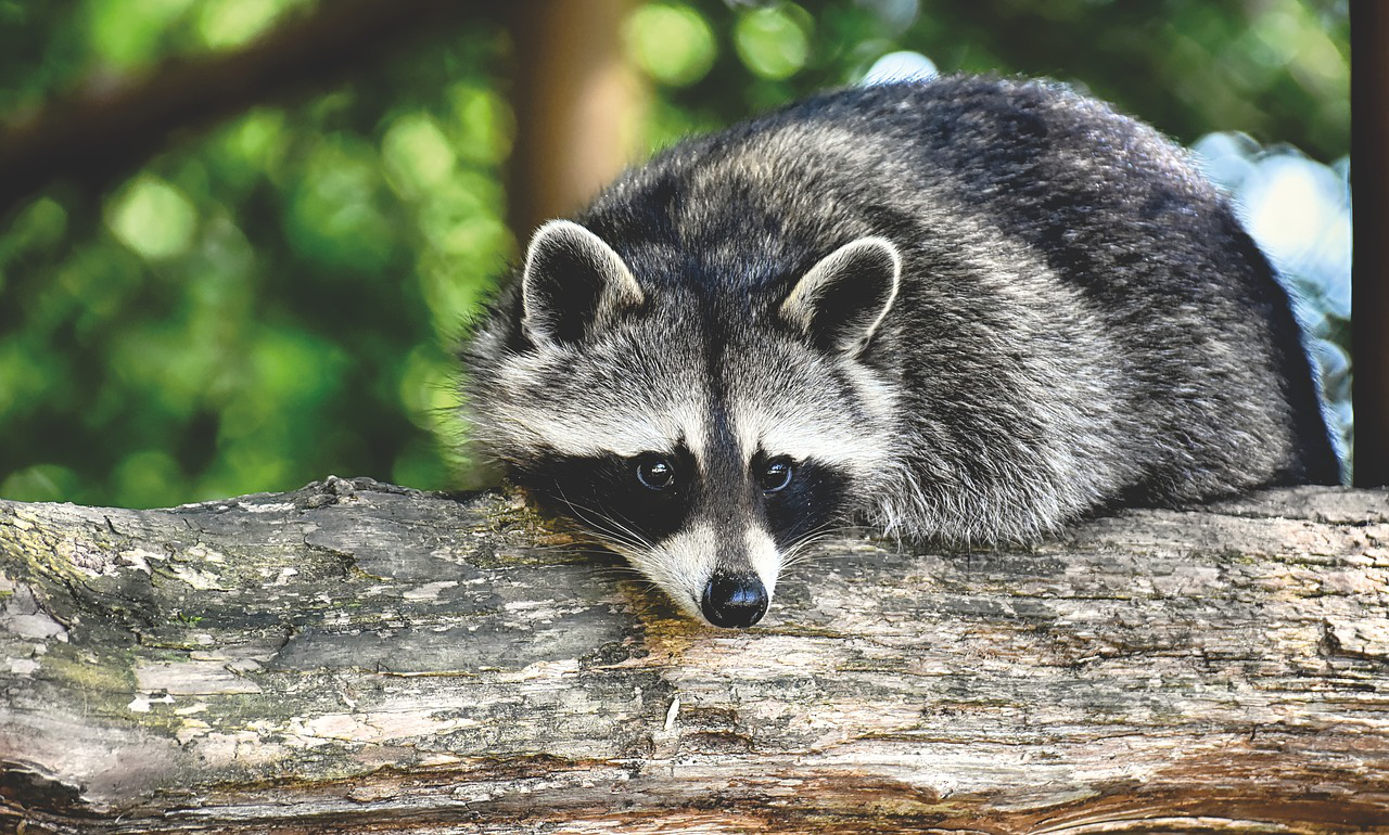 wildlife removal services