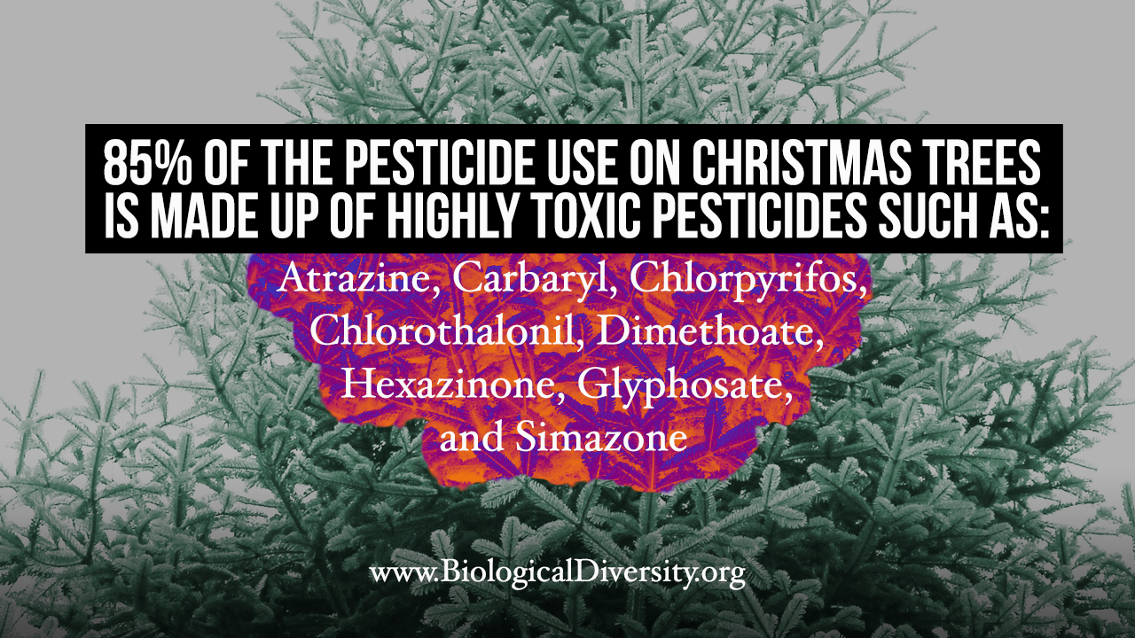 Are Christmas Trees Sprayed with Pesticides? by Nathan Donley