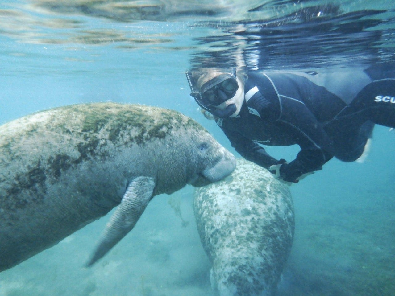 person in wetsuit with snorkel looks at camera as 2 manatees swim near her