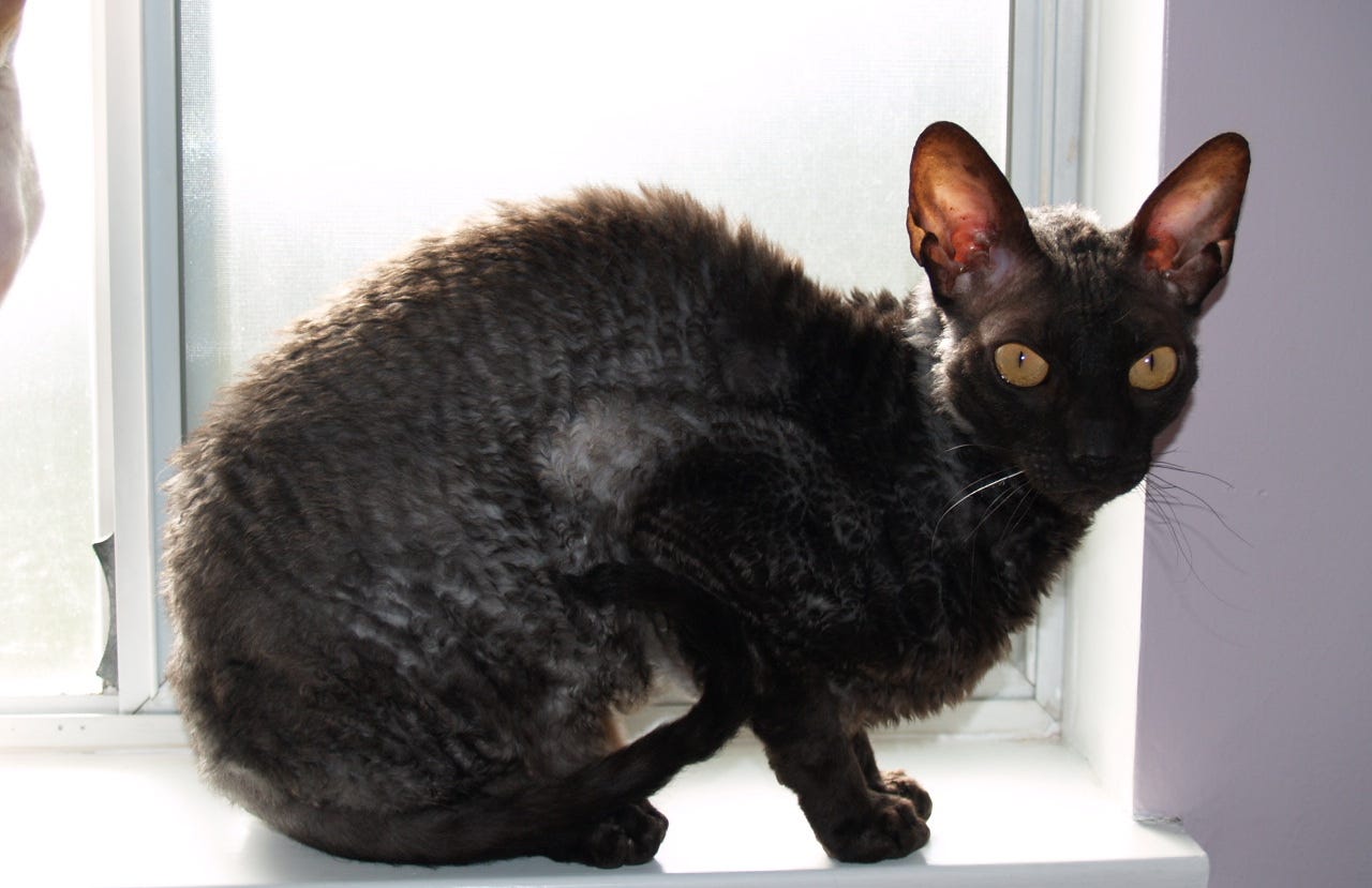 cornish rex cats ears