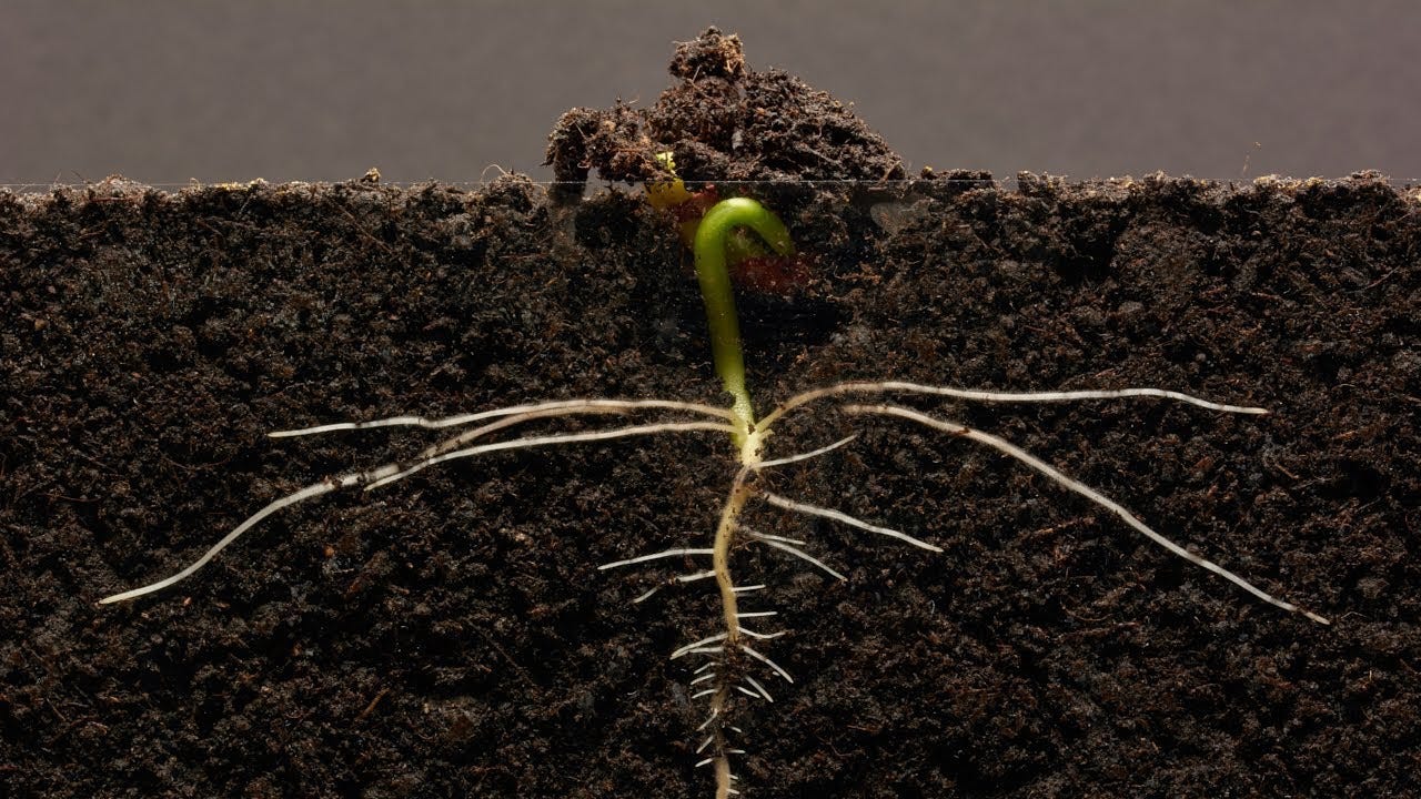 Indoor Grow Media - Indoor Farm life - Medium
