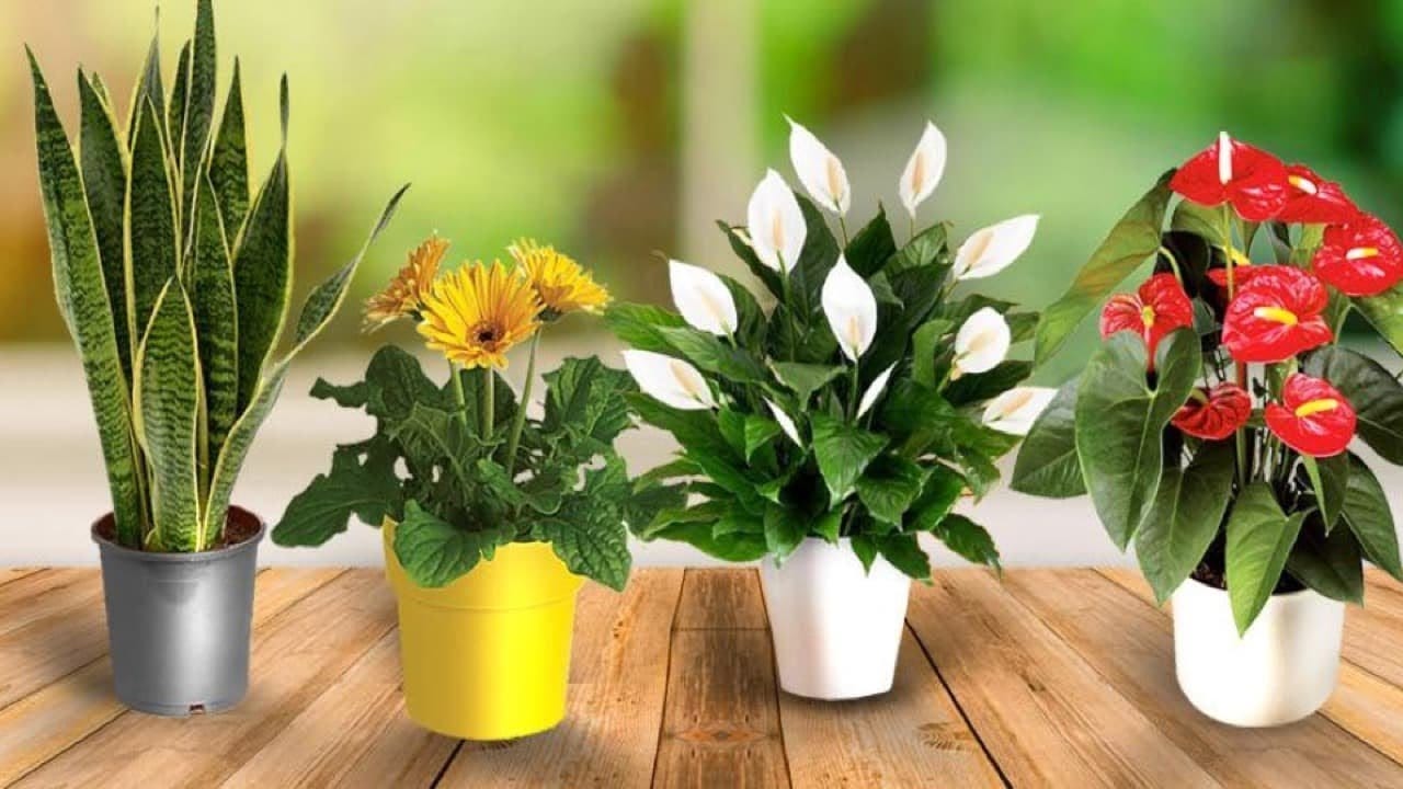 10 Amazing Plants To Have In Your Bedroom To Help You Sleep