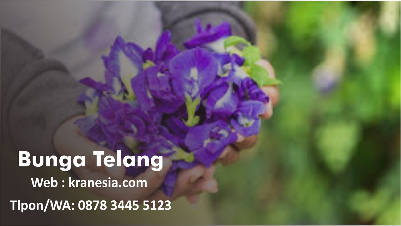 0878 3445 5123 Bunga Telang Buat Obat Mata Where To Buy Bunga Telang In Singapore By Bunga Telang Medium