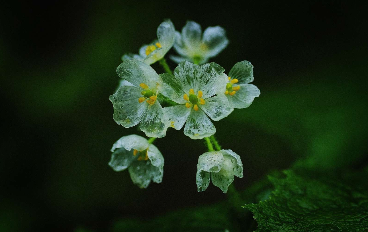 梅雨或者令遊客們感到煩厭 但它卻令日本的7月充滿生氣 每年的5 7月都是日本的梅雨季 國內不同的地區都會連日被綿綿雨水懷抱 不過梅雨季 By 是日太郎 梅雨或者令遊客們感到煩厭 但它卻令日本的7月充滿生氣 每年的5 7月都是日本的梅雨季 國內不同的地區都會連日被綿綿雨水懷抱 不過梅雨季 By 是日太郎
