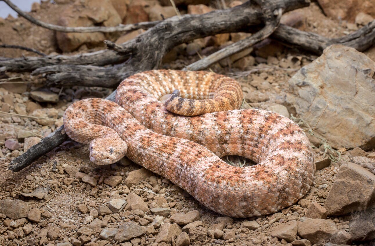 Why Rattlesnakes Are The Puppy Dogs Of The Sonoran Desert