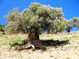 Reality Behind Planting Gharqad In Israel By Izhar Khalil Medium