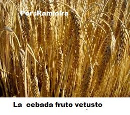 Historia De La Cebada Fue El Mas Antiguo De Los Cereales Que El