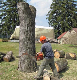 tree removal Beaverton