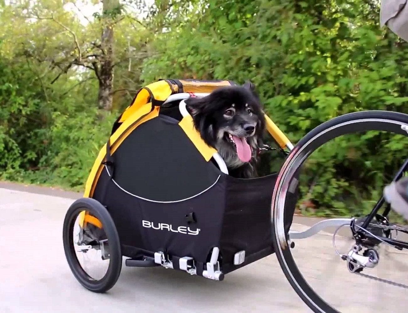 best dog bike carrier