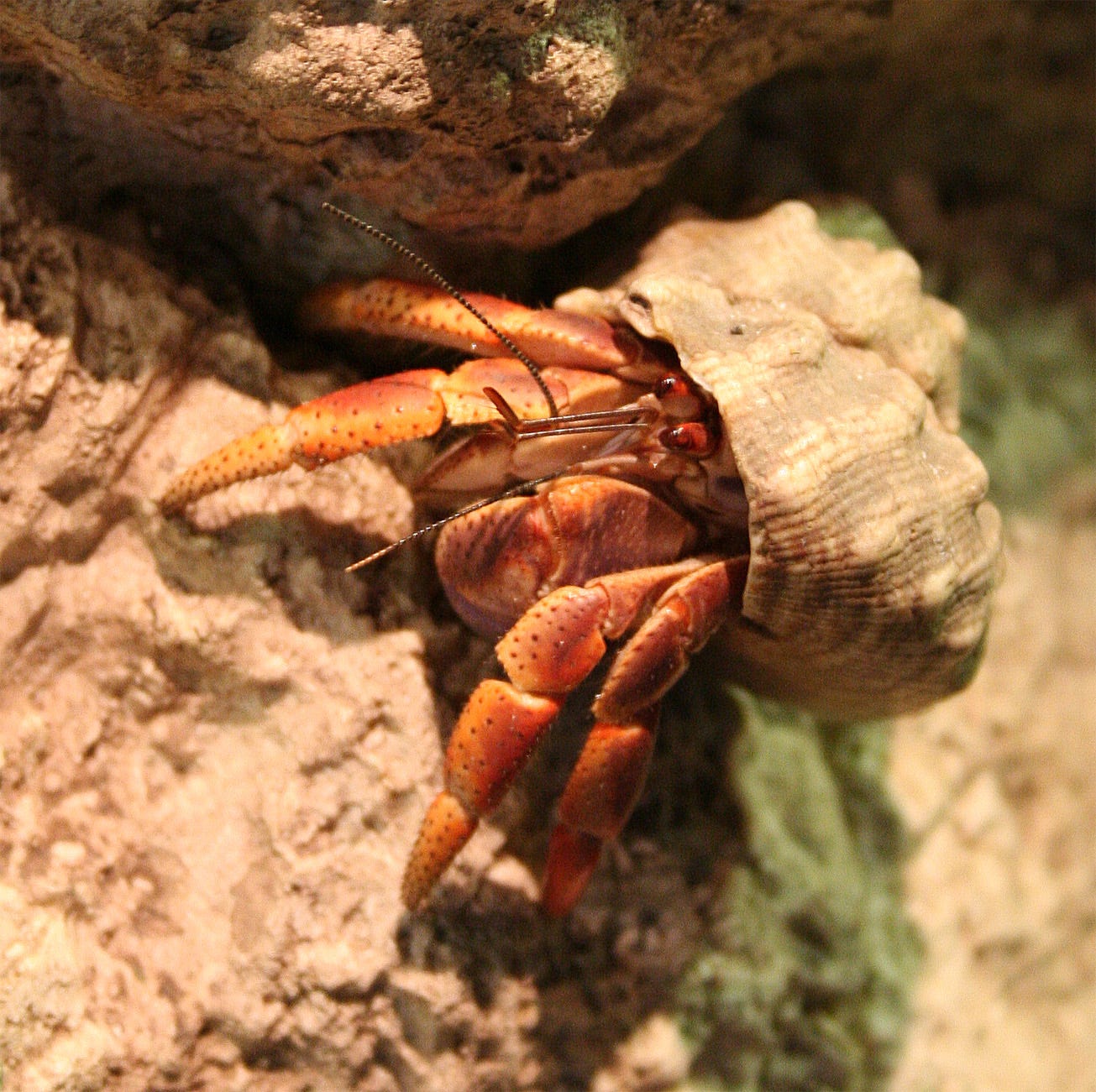 caribbean hermit crab care