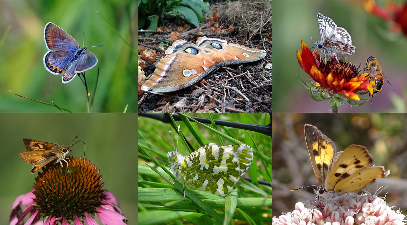 Butterflies And Moths