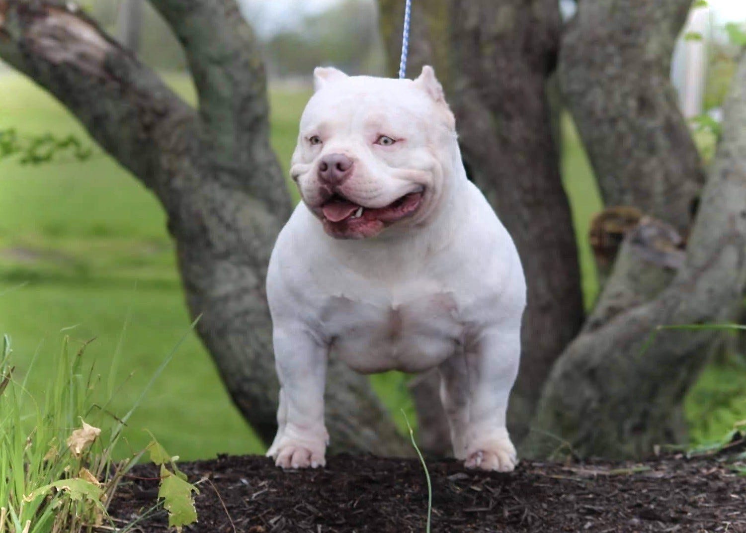 5 Misconceptions On Health Life Span Temperament In The American Bully By Venomline Pocket Bully S Venomline Medium