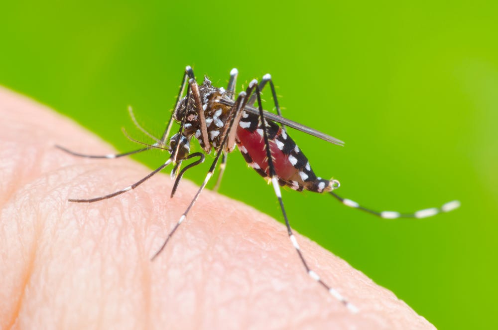 Climate Change Will Mean More Vector Borne Disease In Cities - 