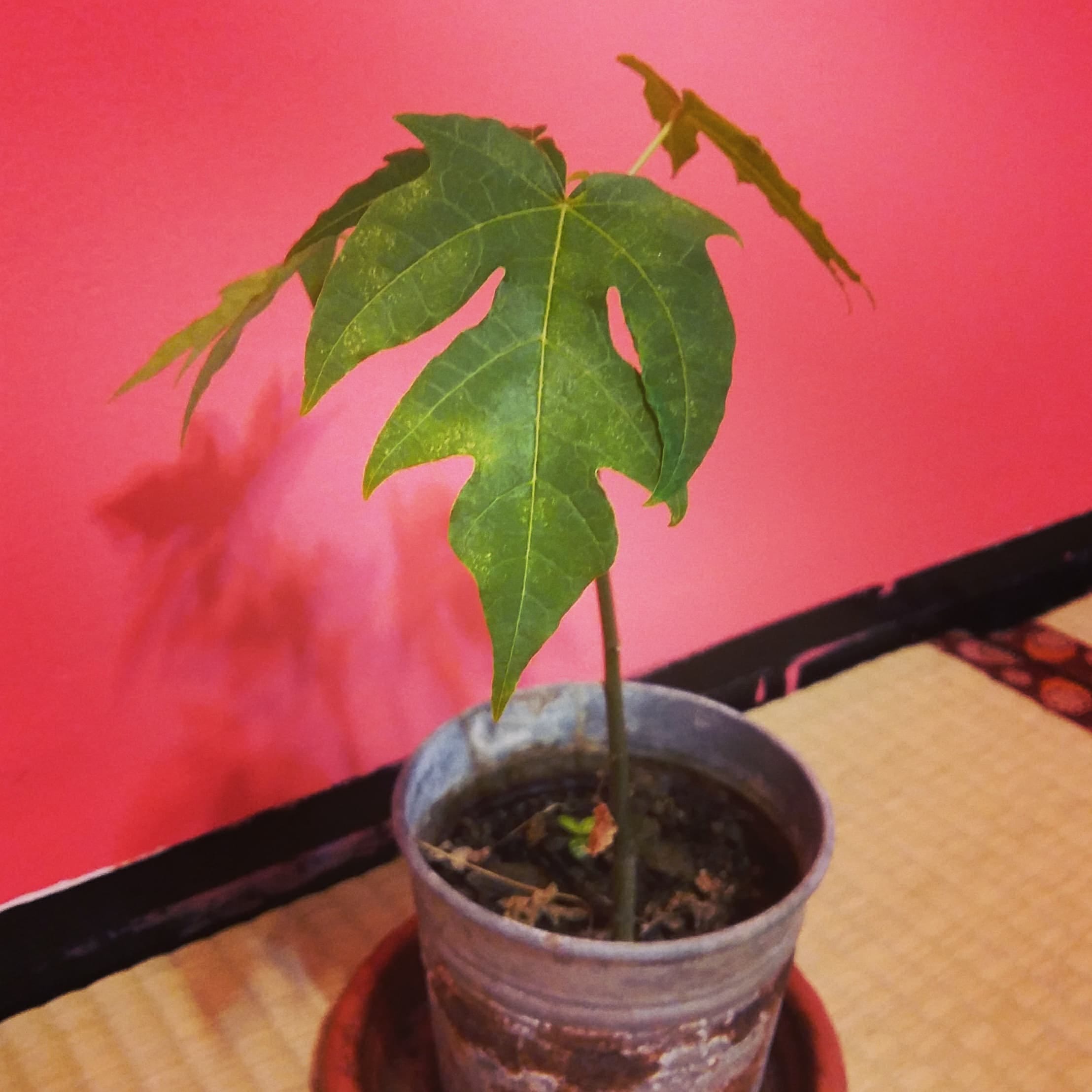 聆聽植物改變我 用照料不會說話的植物的細膩心思 來揣摩對方的感受吧 日本文化人松浦彌太郎在 By 植人雜志between Nature And
