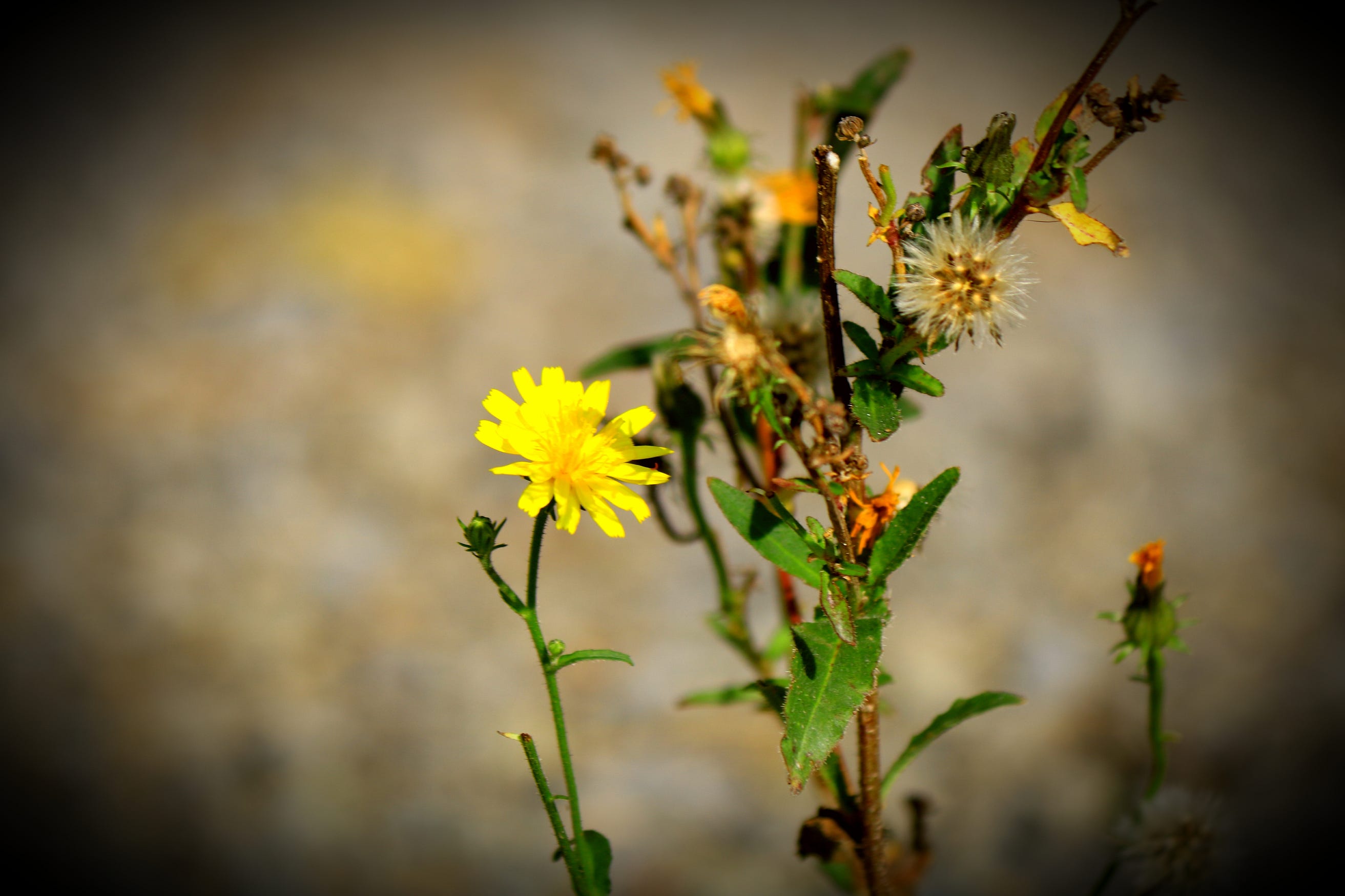 Happiness Is Enjoying The Little Things In Life By Anne Bonfert Live Your Life On Purpose Medium Happiness Is Enjoying The Little Things In Life By Anne Bonfert Live Your Life On Purpose Medium