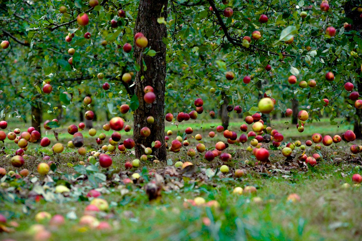 VÃ½sledek obrÃ¡zku pro falling apple