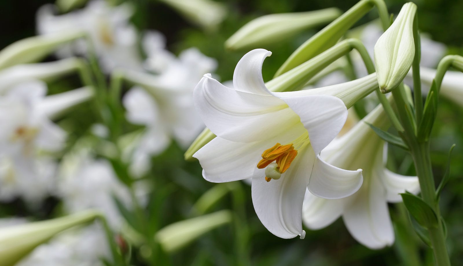 Consider The Lilies Consider The Lilies Of The Field How By Kassim Medium