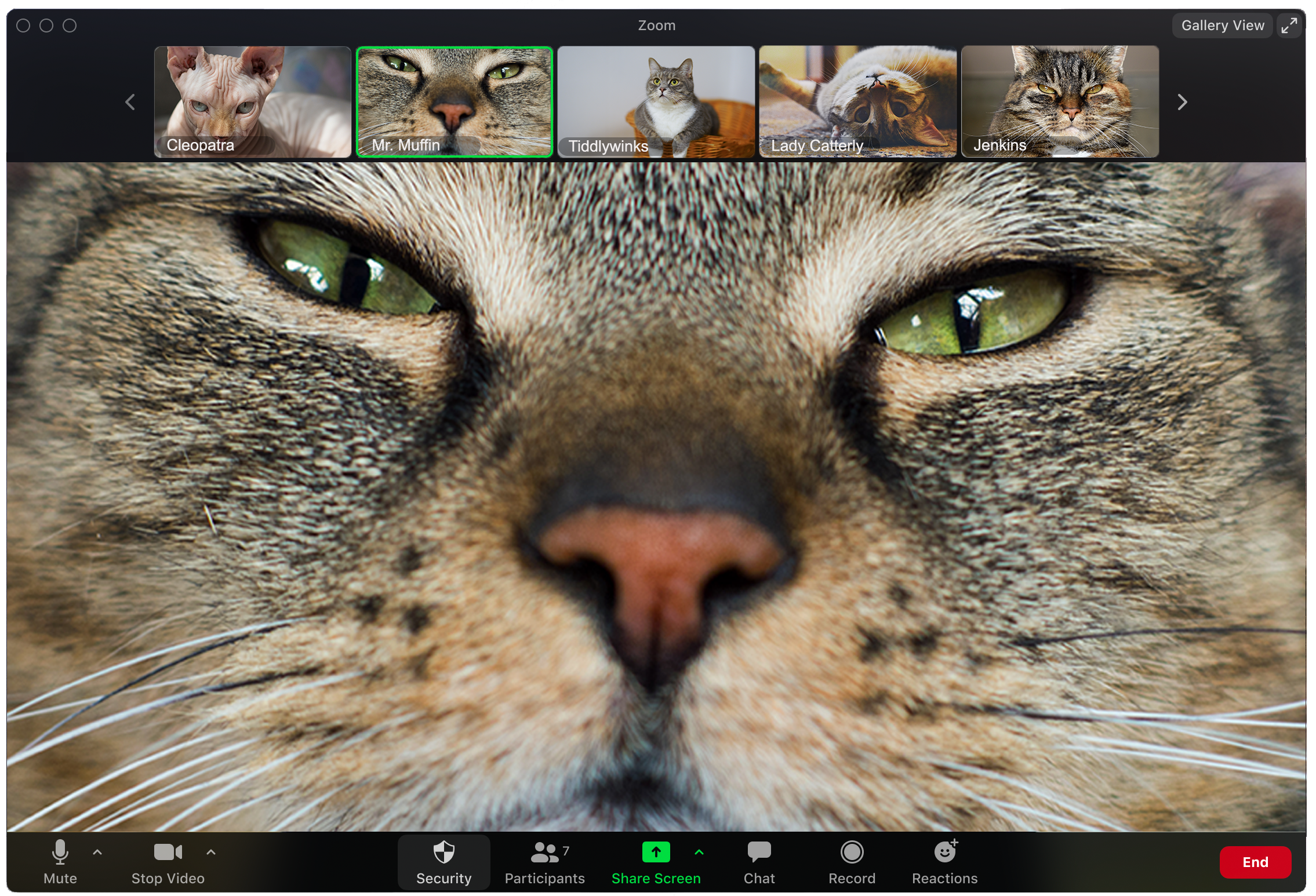 Every Type Of Zoom Call Participant Illustrated By Cats By Jack Shepherd Tenderly Every Type Of Zoom Call Participant Illustrated By Cats By Jack Shepherd Tenderly