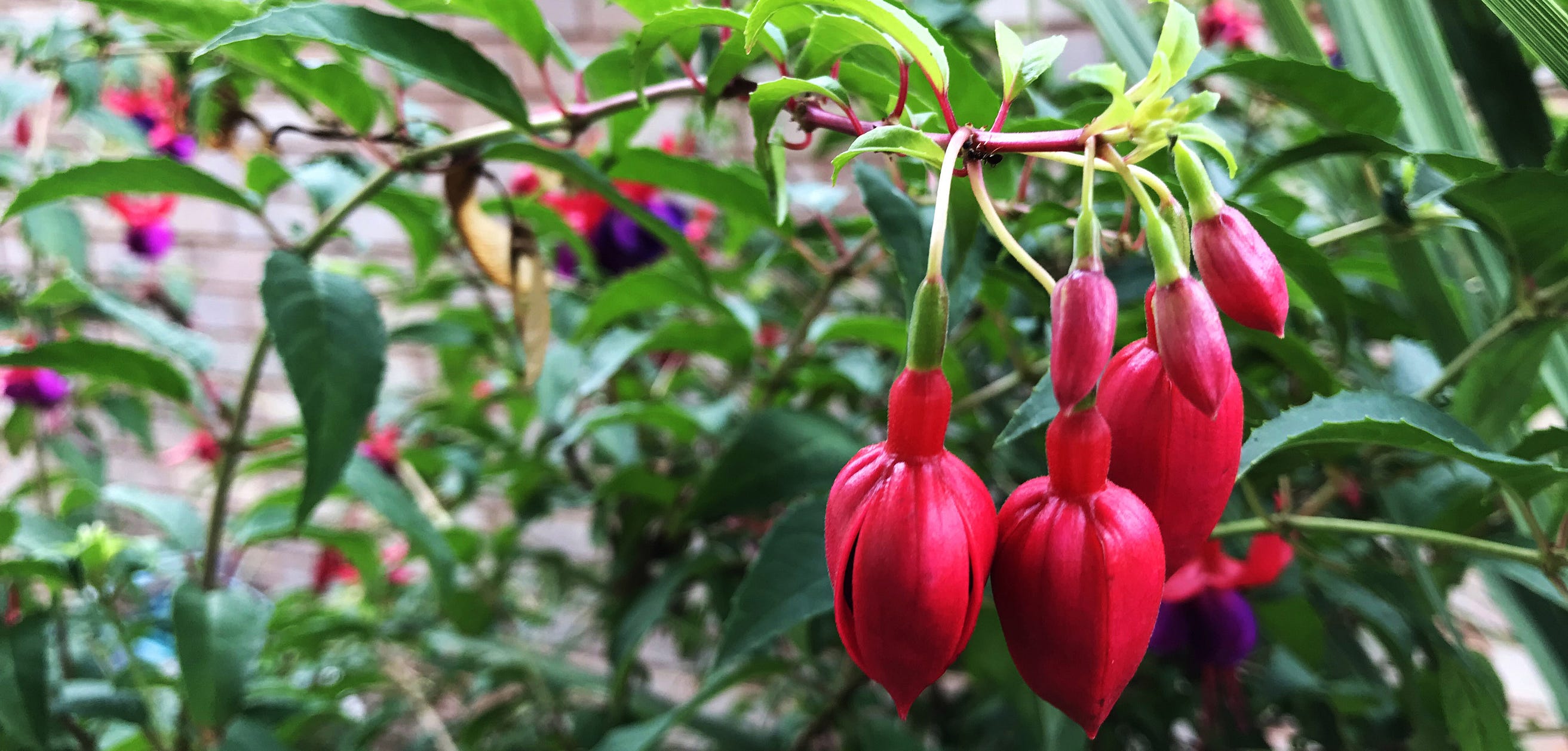 Fuchsias for Elegance - House of Haiku - Medium