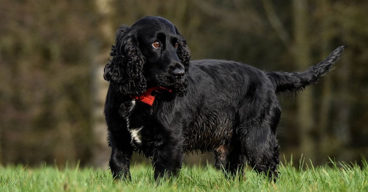 difference between purebred and pedigree