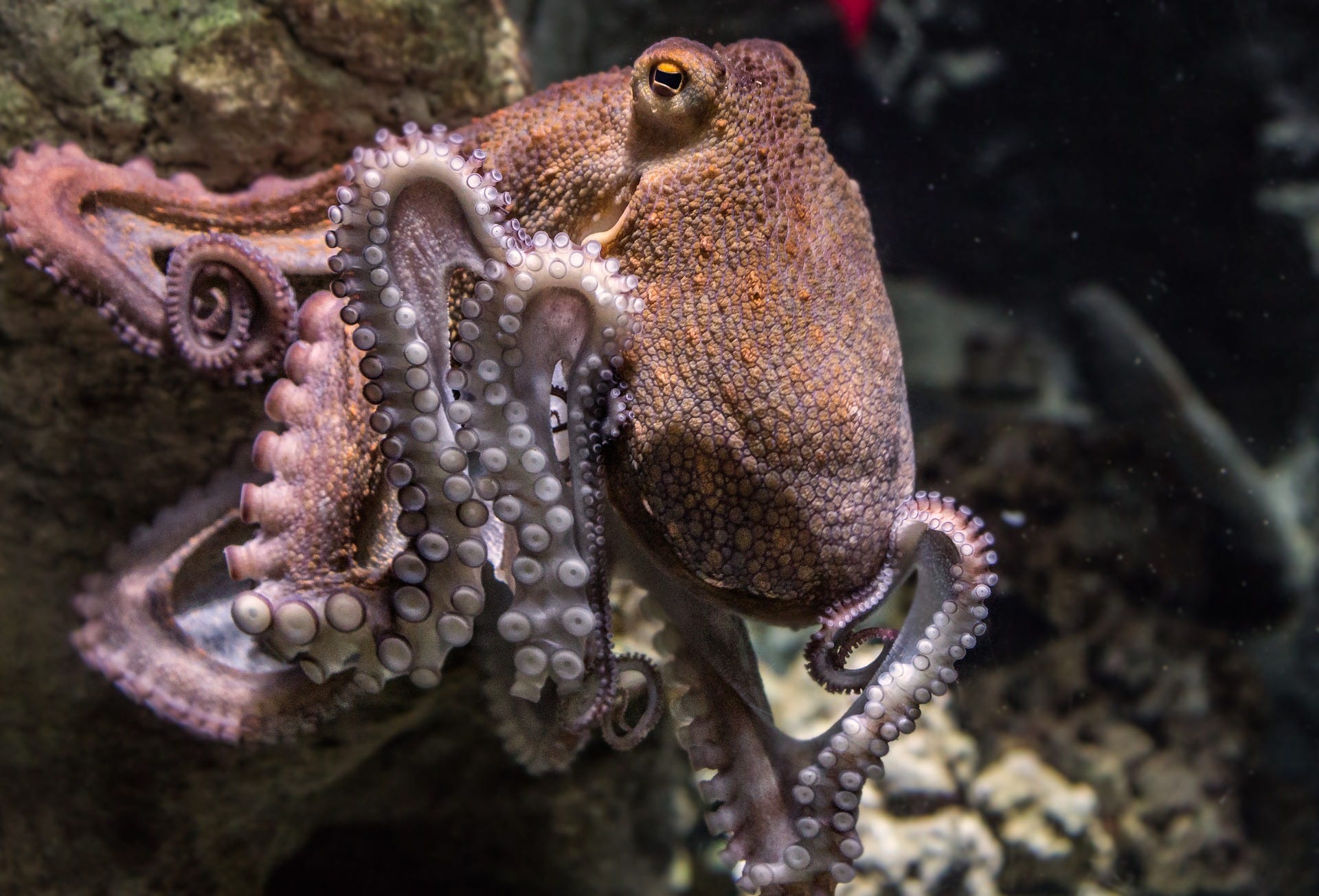 My Octopus Teacher Inspiration To Rewild My Soul By Desiree Driesenaar Weeds Wildflowers Medium