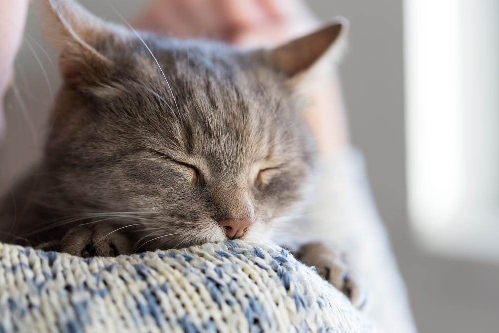 8 surprising ways your cat tells you they love you , Chilled