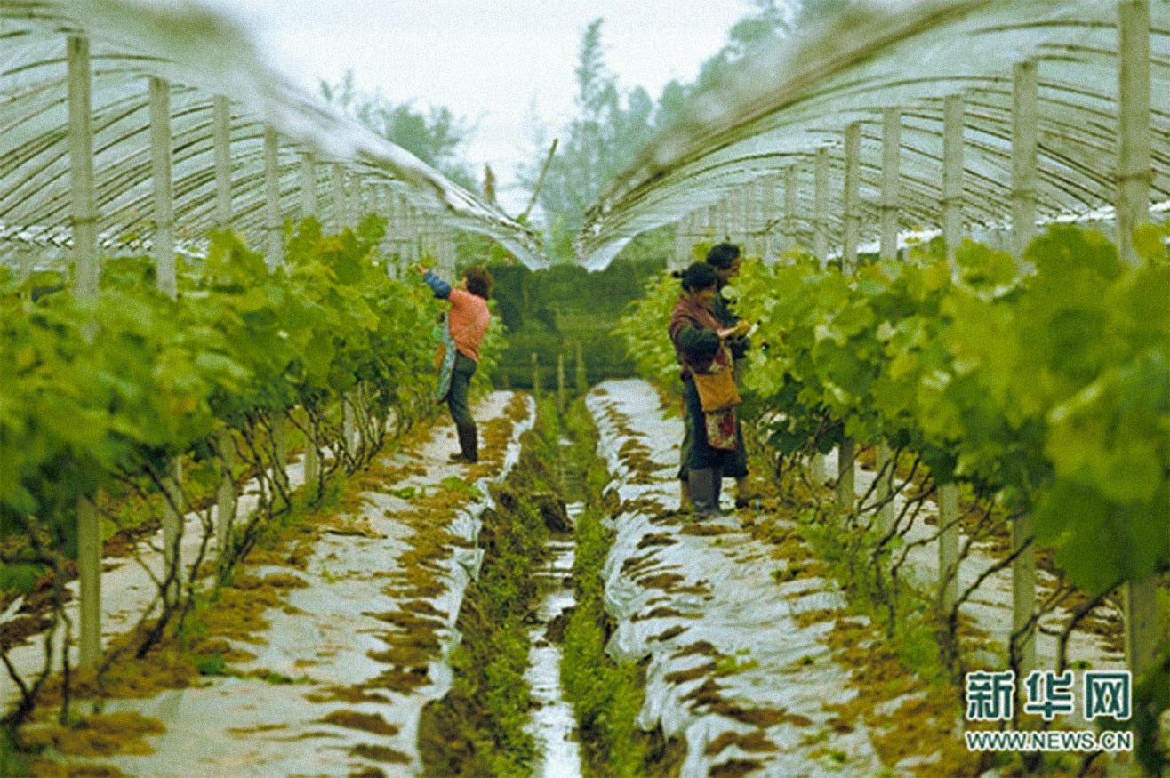 Chinese villagers hand-picking the harvest in a shared field